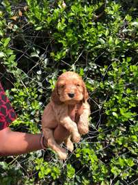 Cocker Spaniel Puppy Golden Brown Friendly Pet