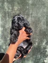 English Cocker Spaniels