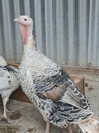 Rare (royal palm) breed turkey