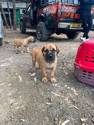 Boerboel puppy image 3