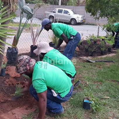 Emergency Tree Removal Nairobi - Fast & Safe image 6