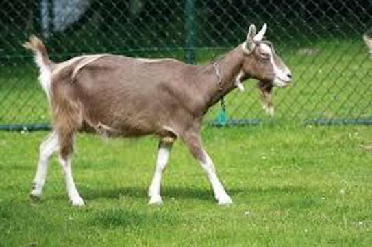 Dairy Goat Brown Milk Producer Healthy Mature image 3