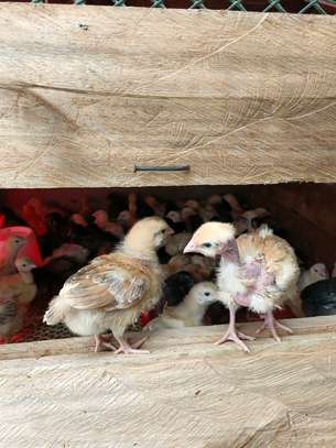 Chicks improved kienyeji image 2