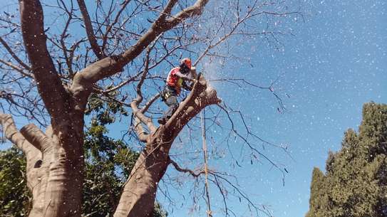 Emergency Tree Removal Nairobi - Fast & Safe image 2