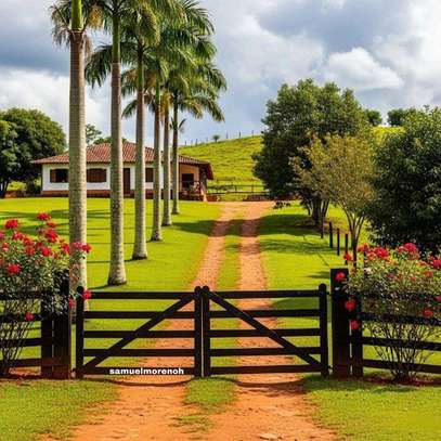 Landscaping design solutions image 2