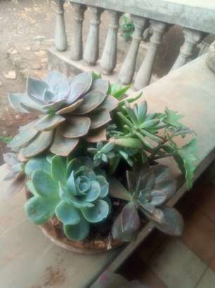 Potted succulents image 2