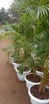 Golden Palm (Potted) image 2