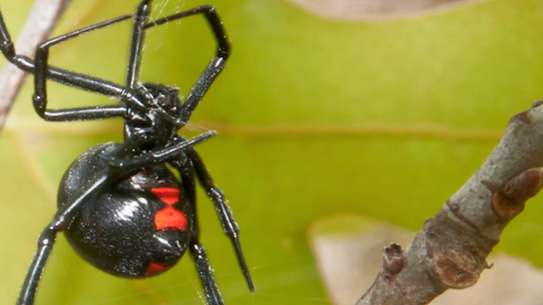 Bed Bug Exterminator Kenya Westlands, Kahawa Wendani,Muthiga image 10