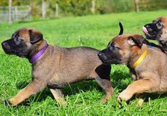 Nairobi dog grooming company- Dog Grooming & Walking image 15