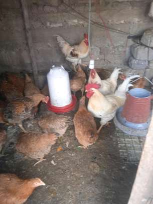 Kienyeji chicken image 1