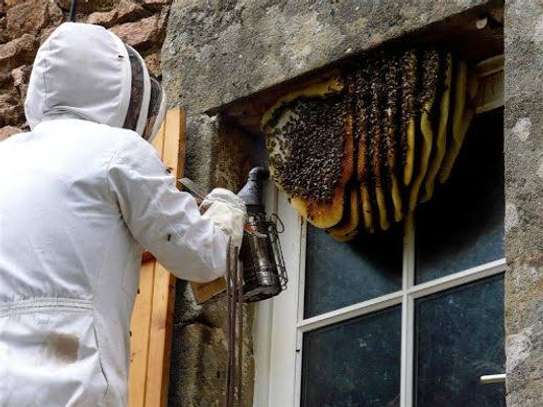 Bee removal service image 3