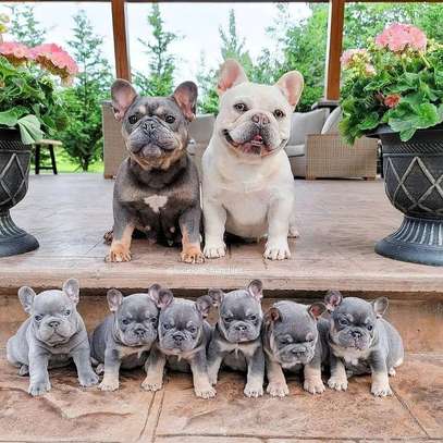 French Bulldog puppies Foe Sale image 1