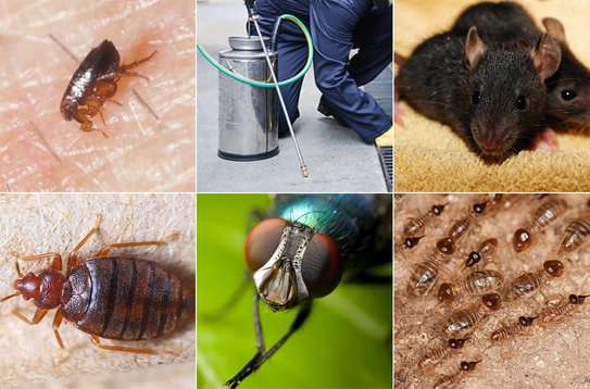 BED BUG Fumigation and Pest Control Services in Kahawa image 12
