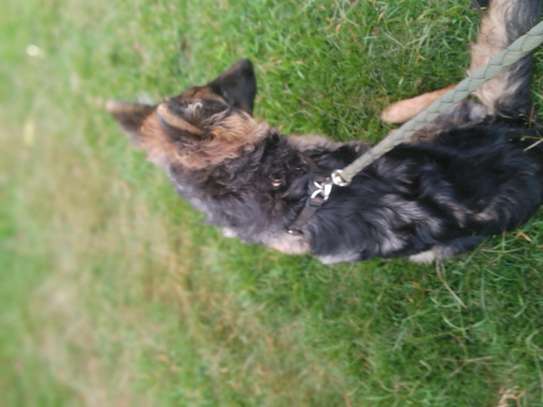 6 months old Female German shepherd image 3