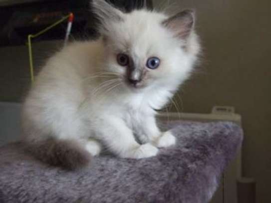 male and female  Ragdoll Kittens image 1