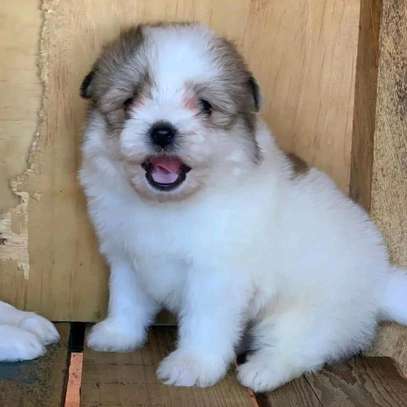 Havanese. Small housedog breed. image 3