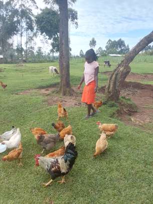 Free-Range Mixed Breed Chickens with Feeding Kit image 3