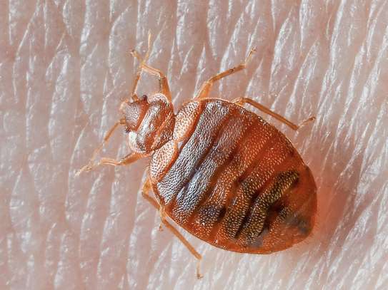 Bed Bug Pest Control In Westlands/Kitisuru/Parklands image 1