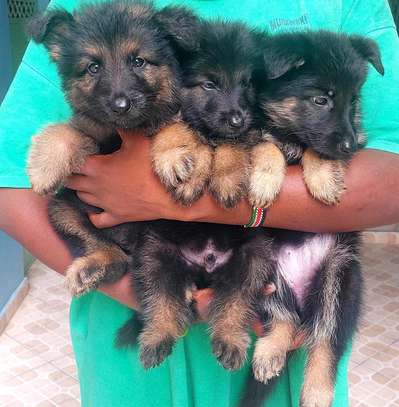 Quality German shepherds for Rehoming image 4