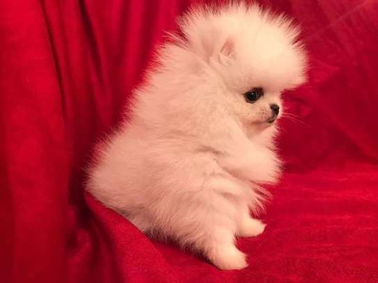 Beautiful Pomeranian puppies for good home image 2