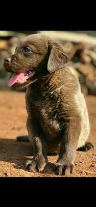 1-3 months old Labrador puppies for rehoming image 1