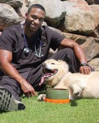 Dog Behaviour Training In Nairobi- Dog Obedience Training image 4