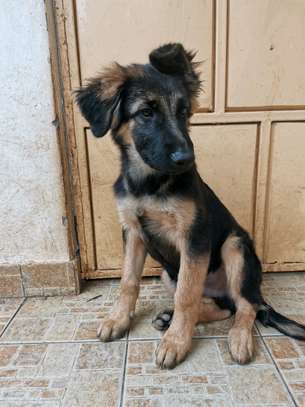3.3 months Big Boned GSD Puppy Available image 4