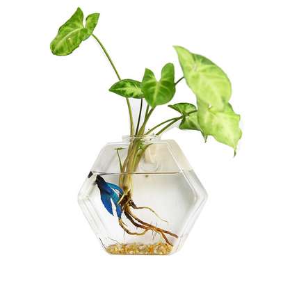 Wall Mounted Hydroponic Glass Vase Plant Terrarium image 3
