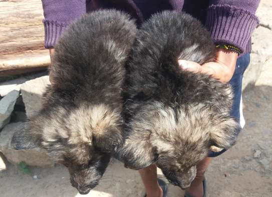 Long coat German shephard puppies image 2