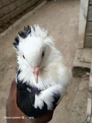Fancy pigeons image 9