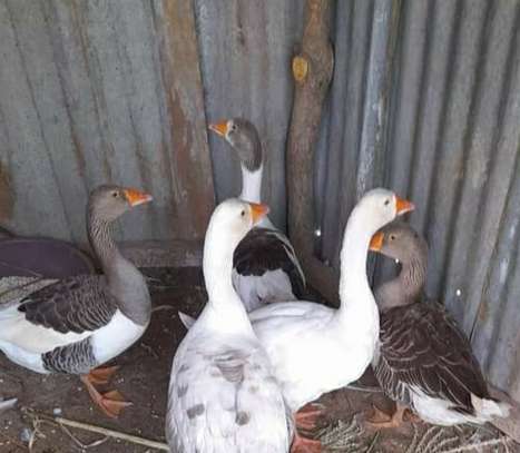 GOOSE image 1