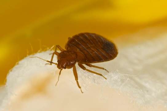 Bed Bugs Pest Control Services in Nairobi image 2