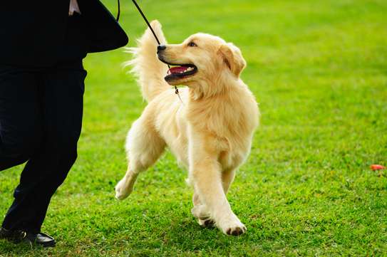 Dog Obedience Training- Best dog training in Nairobi image 9