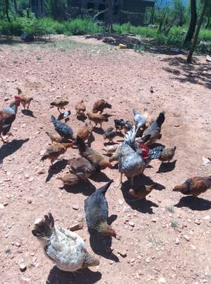 Mixed Heritage Chickens Young Adults Various Colors image 5