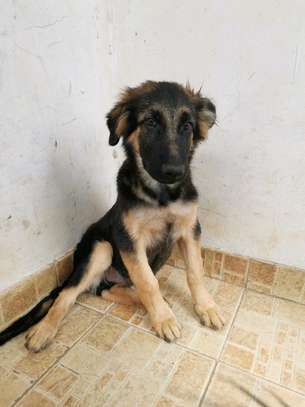 3.3 months Big Boned GSD Puppy Available image 3