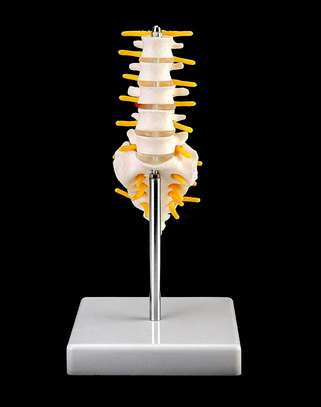 LUMBAR VERTEBRA ANATOMY MODEL PRICES IN KENYA image 2