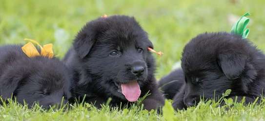 Solid Black German shepherd puppies image 3