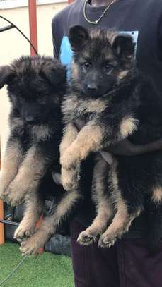 German shepherd puppies gs long coat image 1
