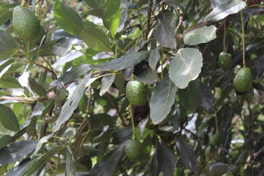 4 Bed Townhouse with En Suite at Loresho image 16