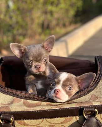 Adorable Teacup Chihuahua puppy image 1