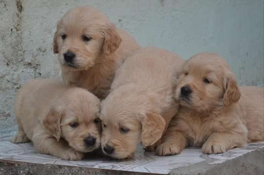 pure golden retriever puppies fluffy pet image 1