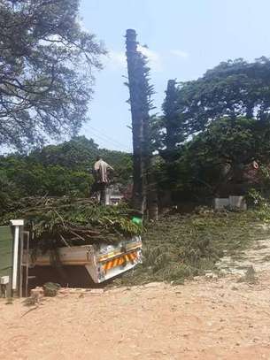 Tree Trimming Services in Mombasa | Bestcare Tree Service offers tree trimming services for residential & commercial properties.We’re available 24/7. Give us a call . image 8