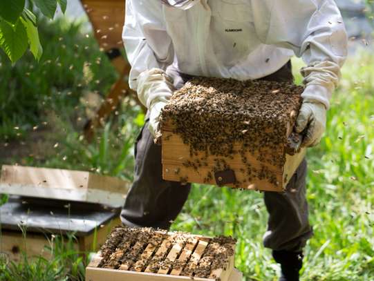 Specialist Bee Nest Removal Services in Spring Valley image 3