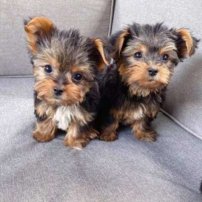 Yorkie puppies available now image 1