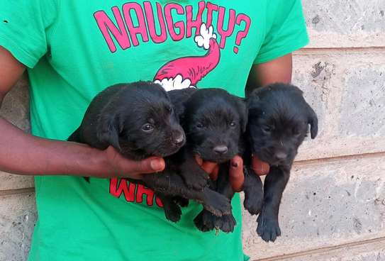 1-3 months old Black Labrador retriever puppies image 5