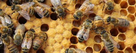 Bee Removal Service |Expert Wasp & Bee Removal | Schedule An Appointment image 13