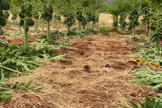 Gachuriri Prime land for sale image 3