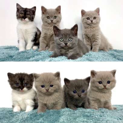Scottish Fold kittens and cats for sale image 1