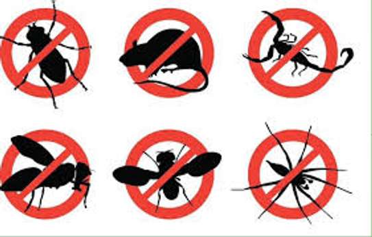 Cockroach, Bed bug, Flies, Ants, Rat & Termite Pest control image 6