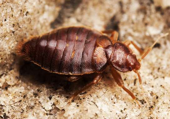 Expert Homes Fumigation & Pest control - Bed Bugs & Cockroaches control | Best Office & Domestic Cleaning Nairobi. image 11